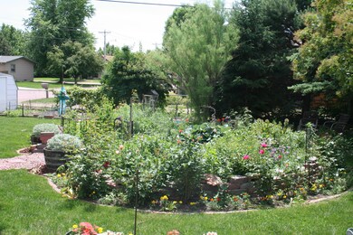 Back Yard 2