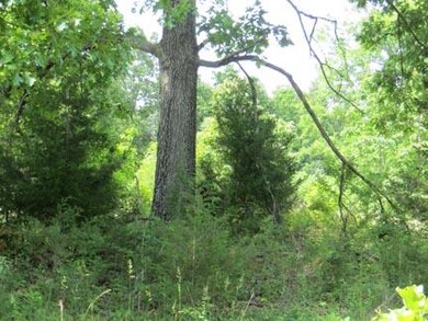 6369 red oak tree