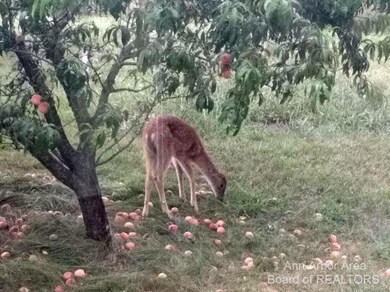 Frequent visits from wildlife