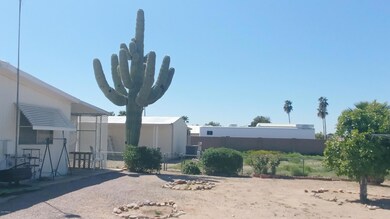 Back yard