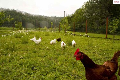 1561 Kelso Lake Rd, Athol, ID 83801 - photo 4