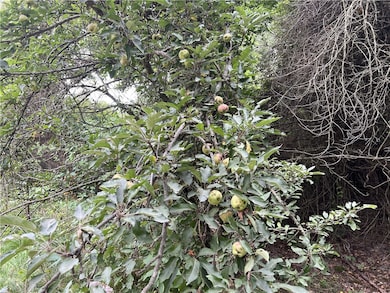 Fruit Trees