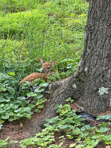 0 Hessinger and Lare Rd, Youngsville, NY 12791 - photo 5