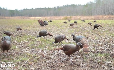 0 Reedy Branch Rd, Hamilton, AL 35570 - photo 2