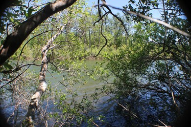 4.35 AC-DD Pine Ln, Crestview, FL 32536 - photo 4