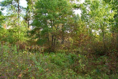 21.8 Acres Minnesota 371, Brainerd, MN 56401 - photo 5