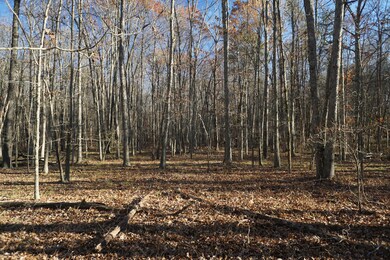 Old State Road Woods 3