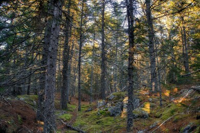 inwoods view (3)