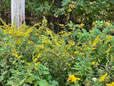 Thick growth at roadside