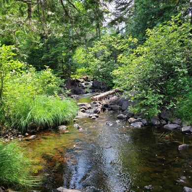 brook by camp