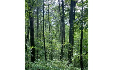 Additional View