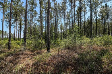 7.29 Acres Homestead Rd, Lucedale, MS 39452 - photo 5