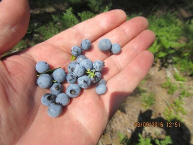 blueberries 102