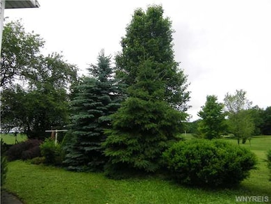 Backyard Beautiful trees all around