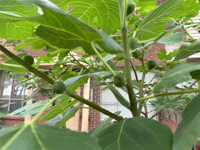 Figs are also in abundance with multiple trees along the fence line.