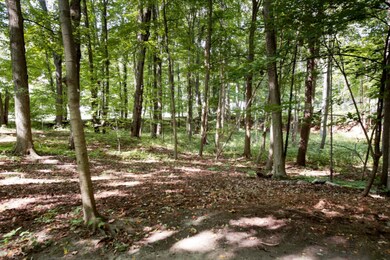 528 N Marshall Ave, Marshall, MI 49068 - photo 2