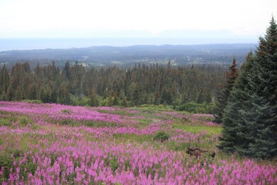 Field of Fireweed