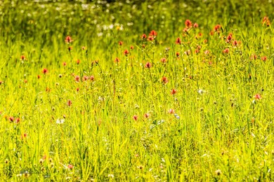 Wildflower fields