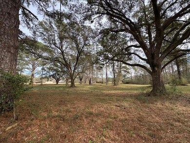 Lovely Live Oaks.