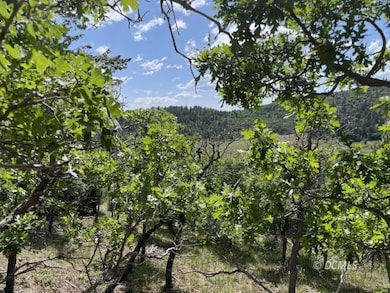 Oak canopies