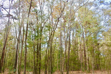 Pine and Hardwood