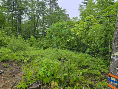 Previously cleared area of the lot
