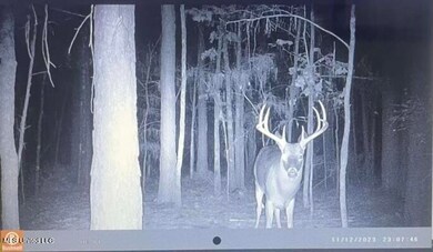 Deer3