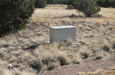 Yucca2