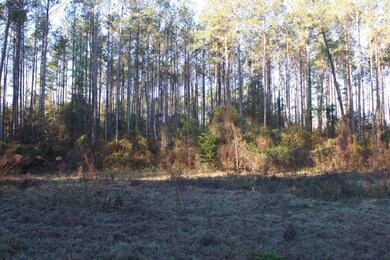 0 Forest Ln, Crawfordville, FL 32327 - photo 5