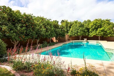 Gorgeous citrus trees