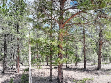 456 Lo Meadow Ln unit 13, Bailey, CO 80421 - photo 4