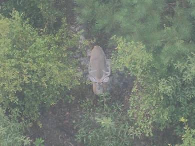 0 Laurel Branch Church Rd, Ivey, GA 31031 - photo 3