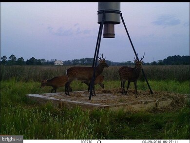 1744 E Tedious Creek Rd, Toddville, MD 21672 - photo 7