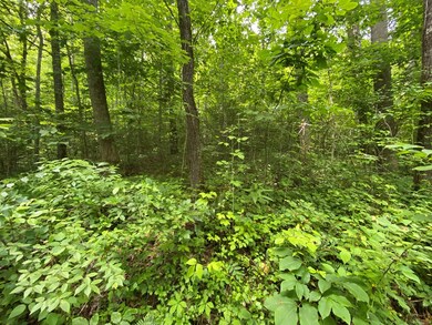 Heavily Treed with Lush Undergrowth
