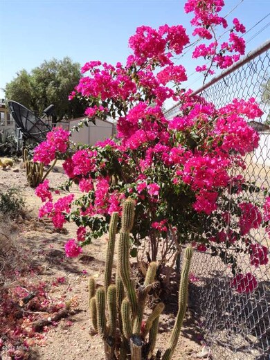 Beautiful Bougainvillea in yard.
