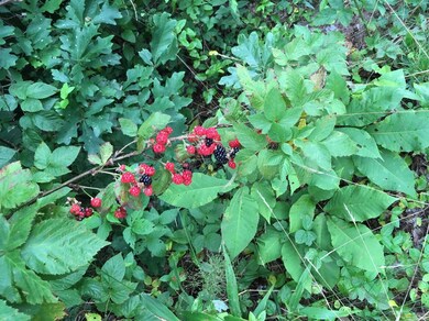 4182 Mildred Rd, Tyner, KY 40486 - photo 6