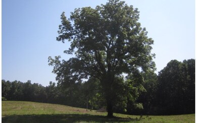Additional View