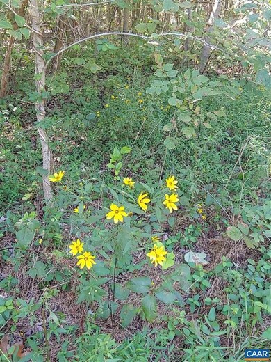 0 Dudley Mountain Rd, North Garden, VA 22959 - photo 5