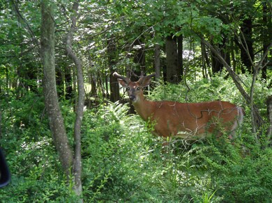 80 Blue Heron Way, Lackawaxen Township, PA 18428 - photo 6