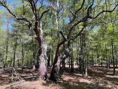 View of landscape with a wooded view