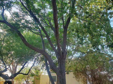 trees
