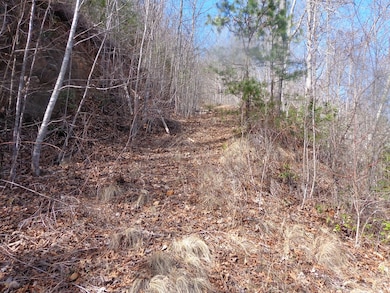 Logging roads