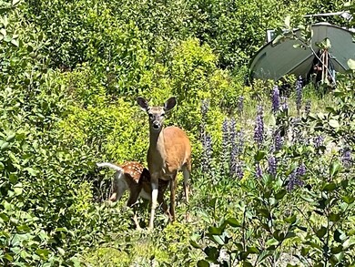 Wildlife