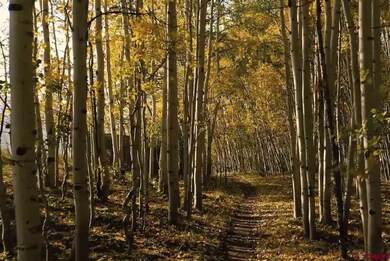 1625 Skyland Dr, Crested Butte, CO 81224 - photo 3