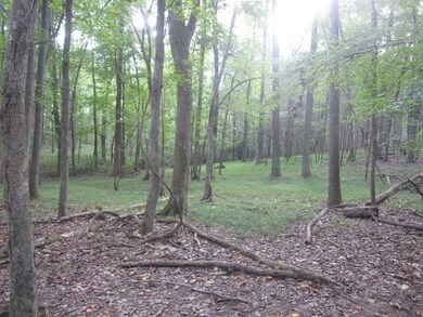 Open Woods - See The Deer Coming