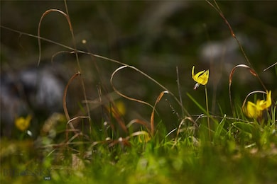 Lot 118 Old Barn Rd, Big Sky, MT 59716 - photo 7