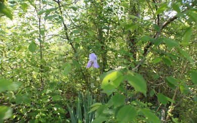Additional View