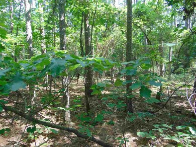 Lot 2 A Old Highway 25, Tumbling Shoals, AR 72581 - photo 6