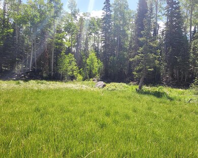 Meadow west of road