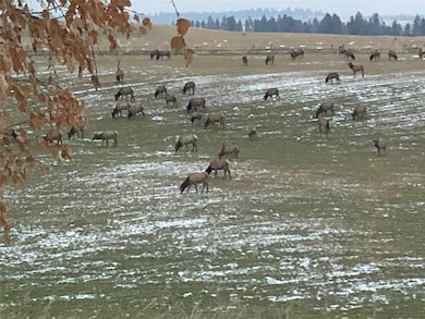Elk herds visit